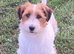 Stunning RKC registered Jack Russell puppies