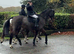 Incredible safe big horse for someone to enjoy