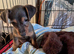 Wirehaired dashound tekel pups