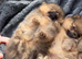 Beautiful Pomeranian Puppies
