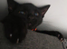 Black kitten