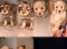 Unique Cavapoos pups one boy left