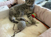 British Shorthair X Ragdoll Kitten