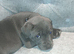 Beautiful Blue Staffordshire bull pups ready now