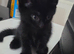 4 kittens for sale