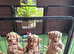 Stunning red F1 Cockapoo puppies