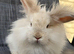 Angora mini lion lop mixed breed