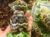 Leopard Tortoise Hatchlings- Standard colouring / rare high whites.