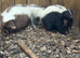 Pair of skunks