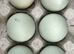 Cream Legbar Chicks Hatching Soon &ndash; Blue Egg Layers | Barnsley