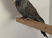 Blackface back wing violet hen