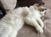 Ragdoll brothers 11 months and neutered