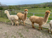 Group of 3 BAS registered Alpaca Females