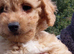 Poochoon pups