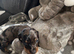 Miniture dashund pups