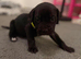 Cane Corso Puppies