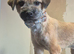 Cute terrier boy 1 years old