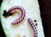 Antheromorpha uncinata pink flatback millipedes juveniles Captive bred