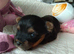 2 Sweter Yorkshire Terrier puppy