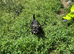 Miniature schnauzer puppies