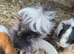 Young guinea pigs looking for new homes