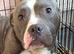 Male staffy