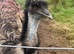 Emus Proven breeding pairs for sale
