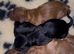 Kc reg Working cocker spaniel puppies