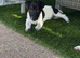 Jack Russel pups