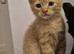 3 kittens