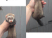 Ferrets for sale