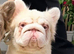 Adult boy French bulldog full fluffy carries pink