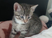 Kittens for sale
