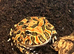 3 pac man frogs