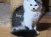 Male Siberian kitten with ancestry, & delivery