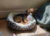 Jack Russell X