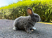 Mini plush lop buck