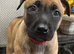 German shepherd X Belgian malinois puppies