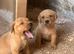 KC Golden Labrador Puppies