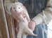 Silver ferret