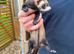 Female polecat / female ferret