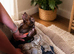 Miniature dachshund
