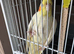 Pair of proven cockatiels with large cage