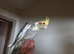 2 baby cockatiels basic hand tamed available