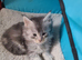 Maine coon kittens