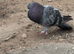 Pigeon for sale