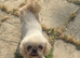 D KC reg Pekingnese girl 3 years white bi colour