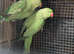 PairIndian ringneck