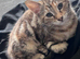 Gorgeous 11 Week Mix Breed Kittens