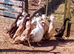 Indian Runner Ducks/Duckling Females & Males